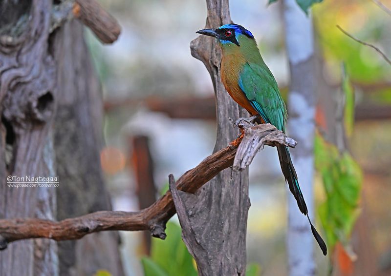 Blauwkruinmotmot - Blue-Crowed Motmot - Momotus coeruliceps
