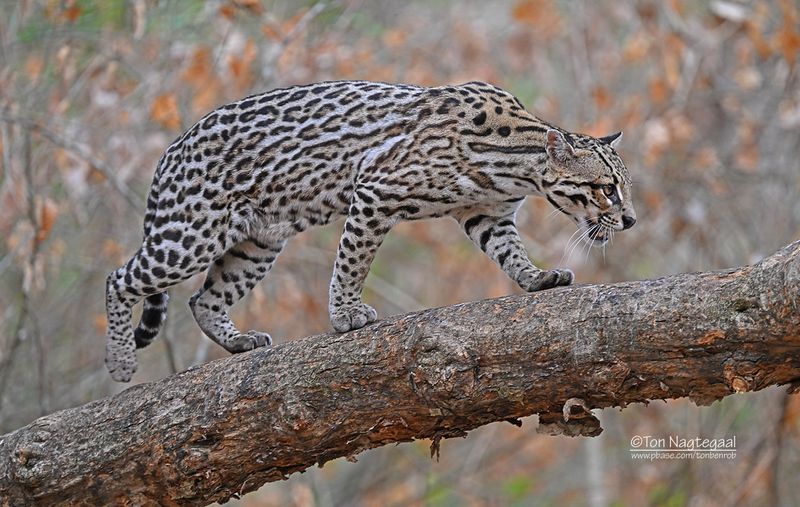 Pardelkat - Ocelot - Leopardus pardalis