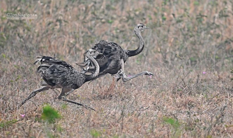Nandoe - Greater Rhea - Rhea americana