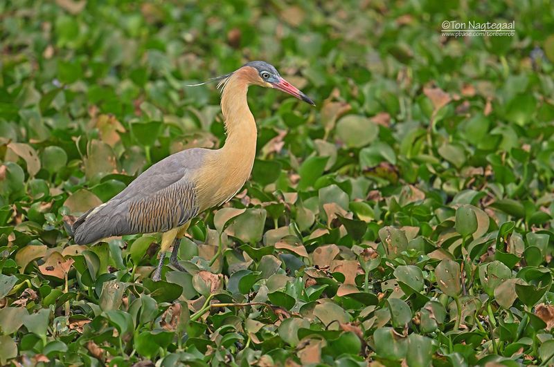 Fluitreiger - Whisling Heron - Syrigma sibilatrix