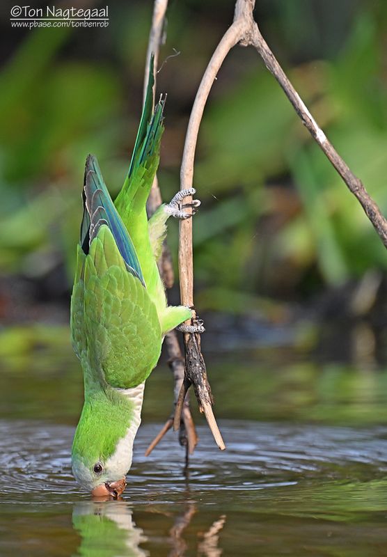Monniksparkiet - Monk Parakeet - Myiopsitta monachus