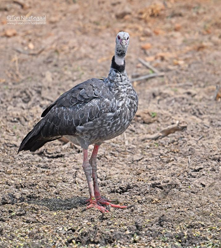 Kuifhoenderkoet - Southern Screamer - Chauna torquata