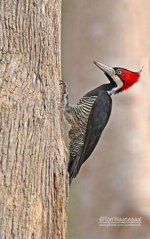 Zwartkeelspecht - Crimson-crested Woodpecker - Campephilus melanoleucos