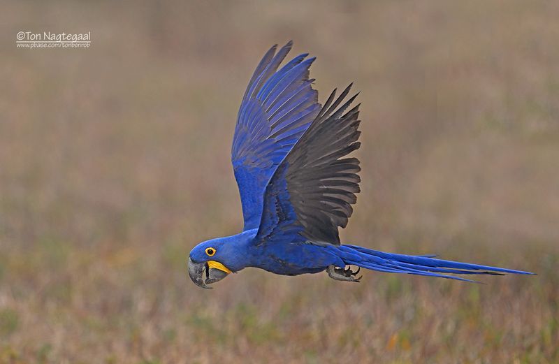 Hyacintara - Hyacinth macaw - Anodorhynchus hyacinthinus