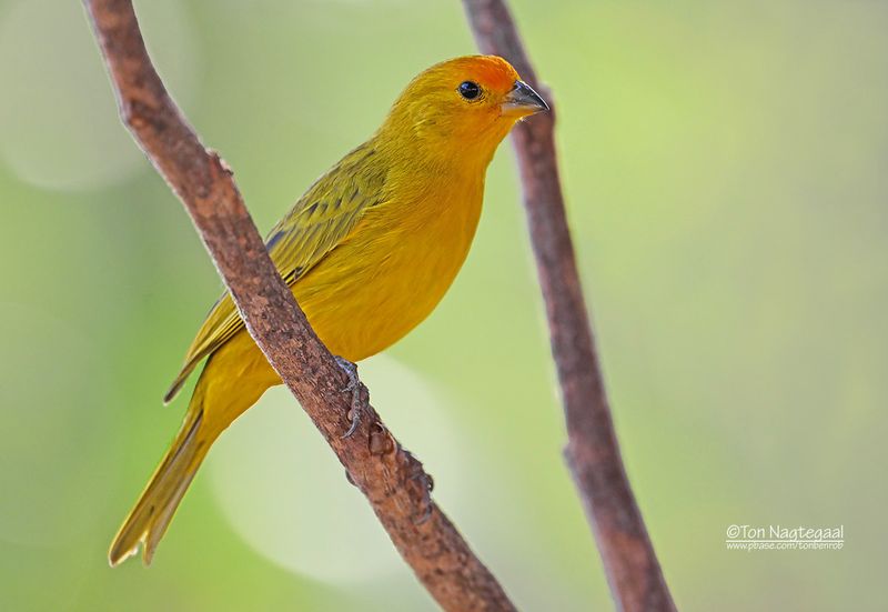 Gewone saffraangors - Saffron finch - Sicalis flaveola
