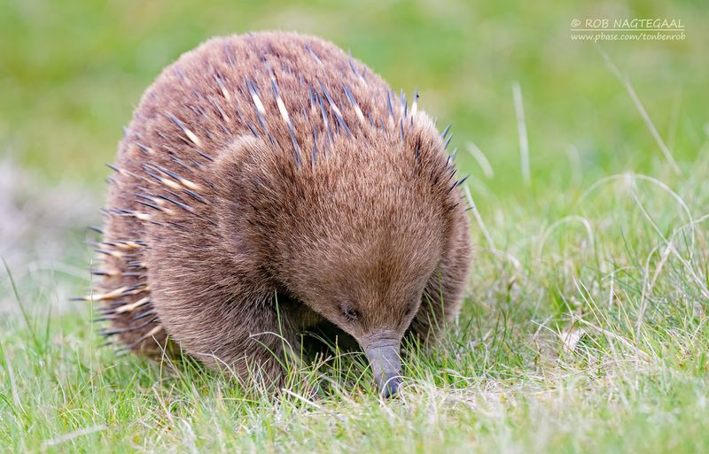 Australische mierenegel - short-beaked echidna - Tachyglossus aculeatus