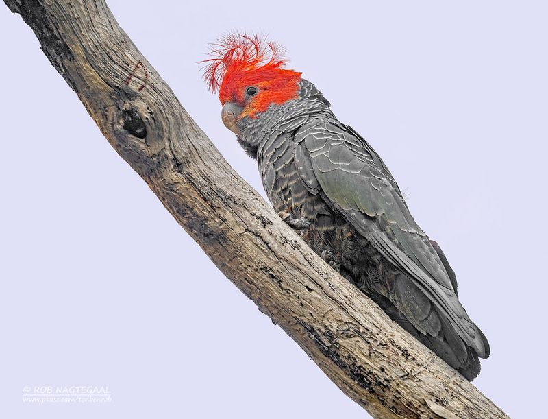 Helmkaketoe - Gang-gang Cockatoo - Callocephalon fimbriatum