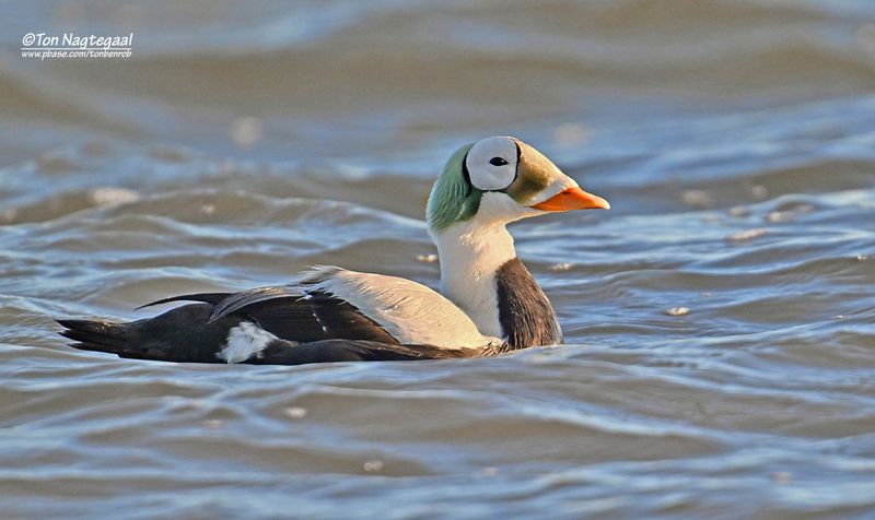 Brileider - Spectacled eider - Somateria fischeri