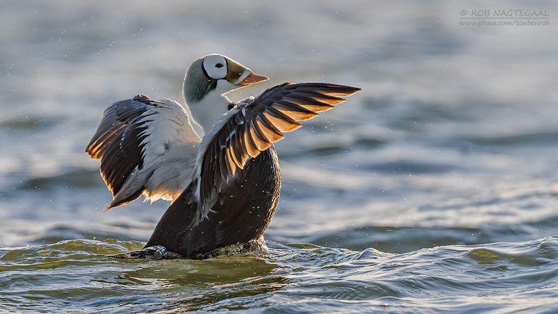 Brileider - Spectacled eider - Somateria fischeri
