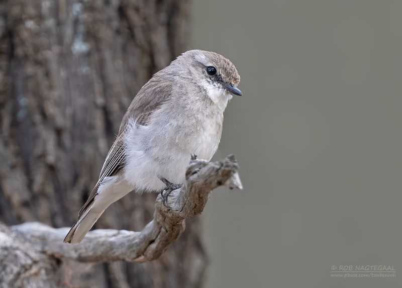 Witstaartvliegenvanger - Jacky Winter - Microeca fascinans