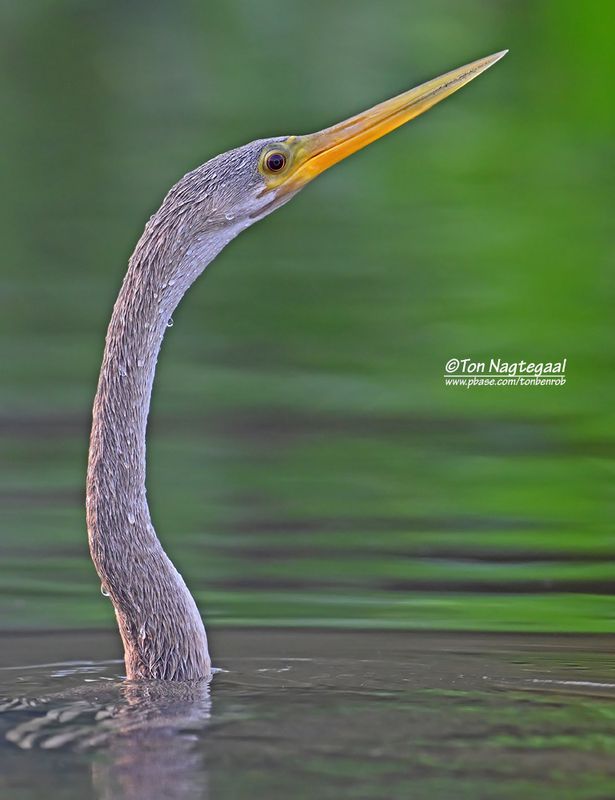 Amerikaanse Slangenhalsvogel - Anhinga - Anhinga anhinga