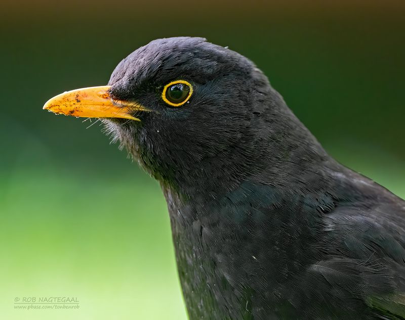 Merel - Blackbird - Turdus merula