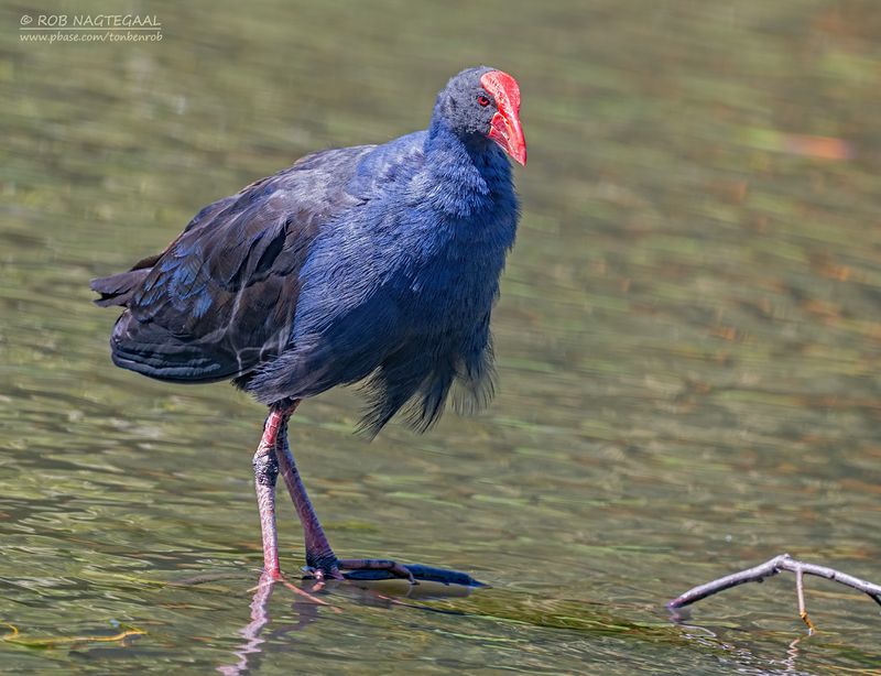 Australische Purperkoet - Australasian Swamphen - Porphyrio melanotus