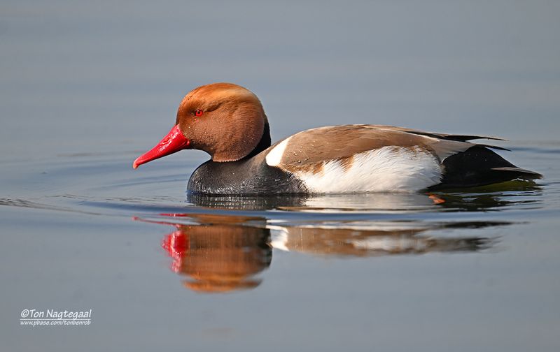 Krooneend - Red-crested Pochard - Netta rufina 