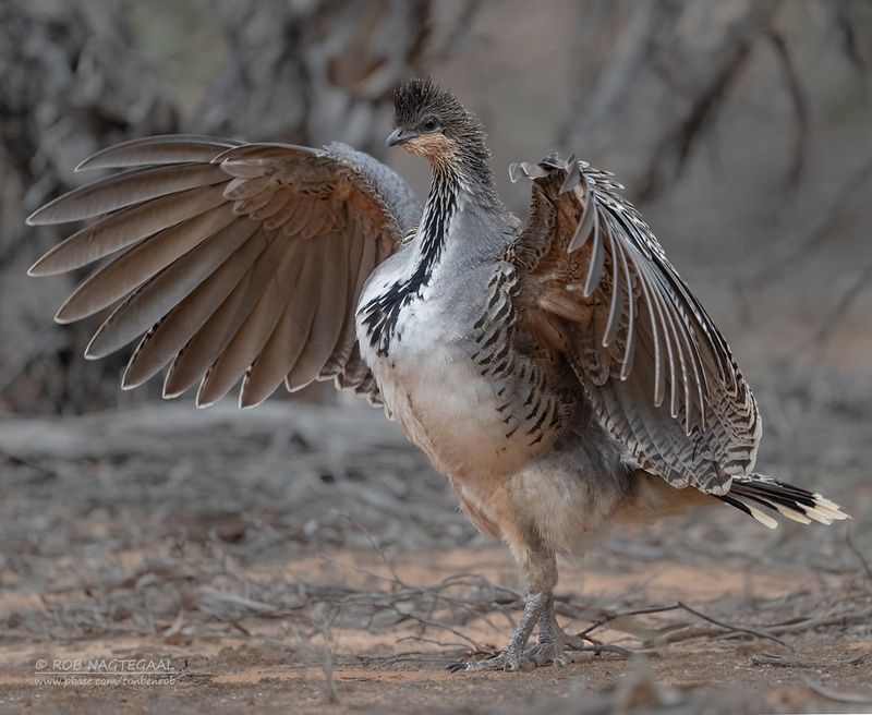 Thermometervogel - Malleefowl - Leipoa ocellata