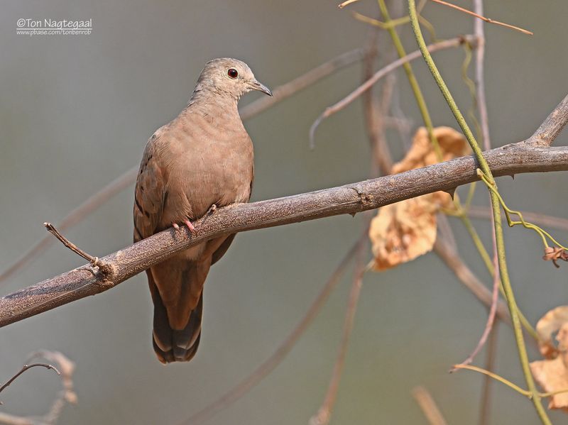 Steenduif - Ruddy ground-dove - Columbina talpacoti