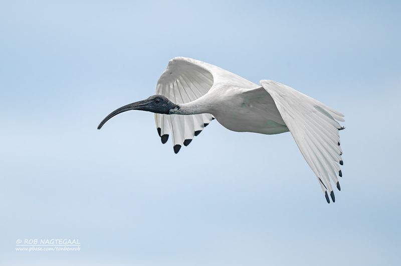 Australische witte ibis - Australian white ibis - Threskiornis molucca