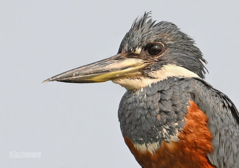 Amerikaanse reuzenijsvogel - Ringed Kingfischer - Megaceryle torquata