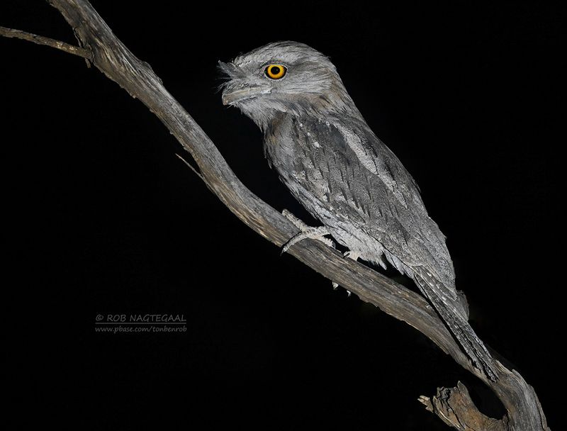Australische uilnachtzwaluw - Tawny frogmouth - Podargus strigoides