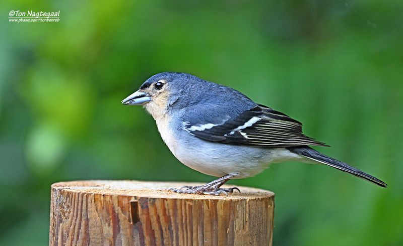 Canarische Vink - Canary Islands chaffinch - Fringilla canariensis palmae