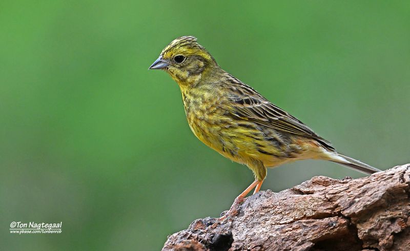 Geelgors - Yellowhammer - Emberiza citrinella