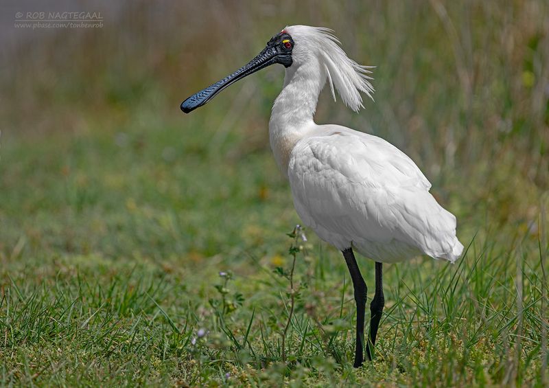 Koningslepelaar - Royal Spoonbill - Platalea regia