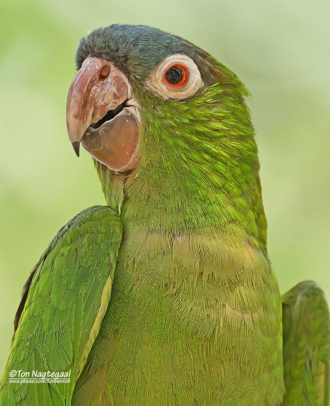 Blauwkoparatinga - Blue crowned Parakeet - Thectocercus acuticaudatus