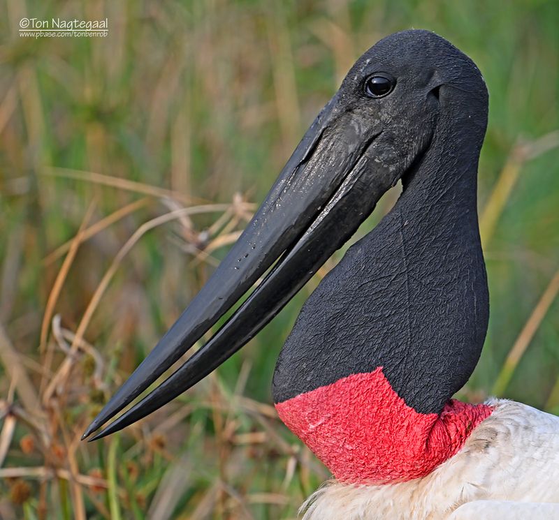 Jabiroe - Jabiru -Jabiru mycteria