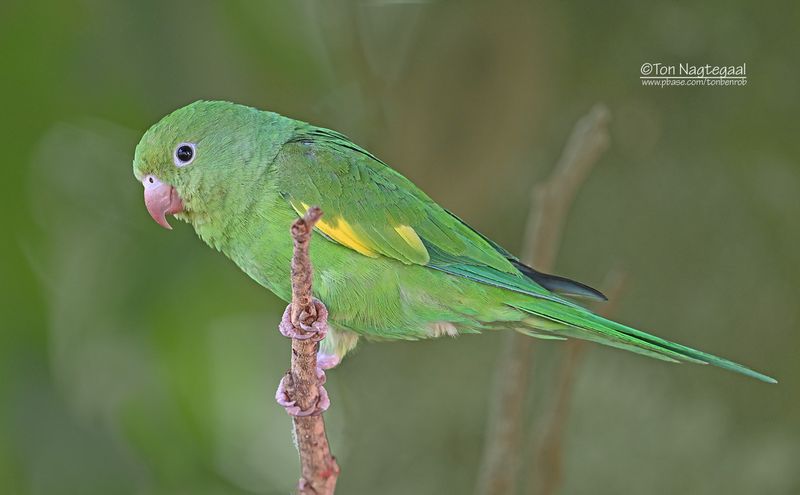 Chiririparkiet - Yellow-chevroned parakeet - Brotogeris chiriri