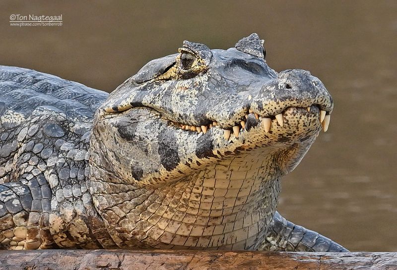 Yacarekaaiman - Yacare caiman - Caiman yacare 