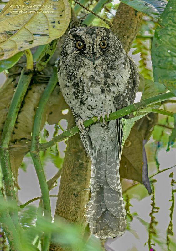 Bergdwergnachtzwaluw - Mountain Owlet-nightjar - Aegotheles albertisi