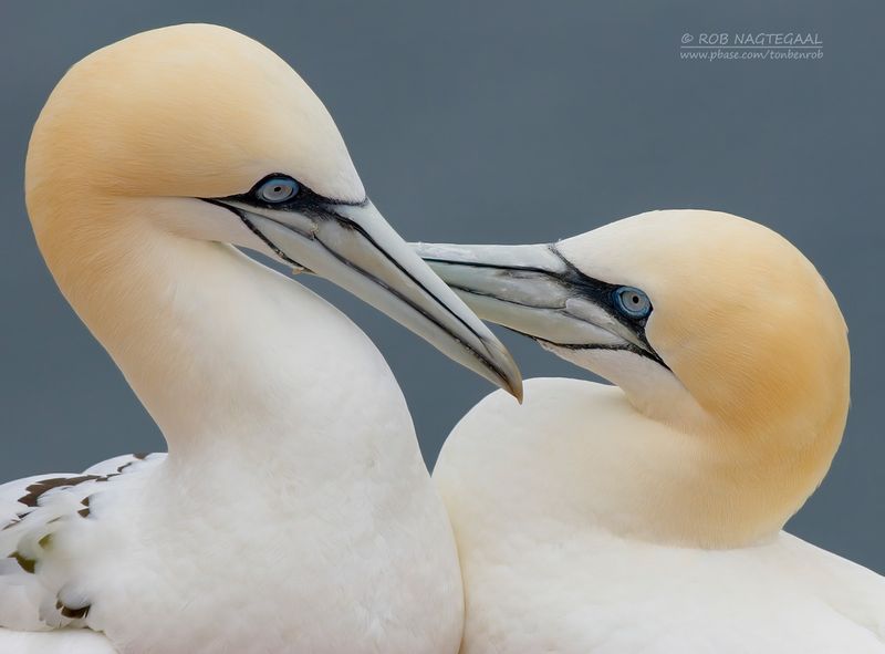 Jan van gent - Northern Gannet - Morus bassana