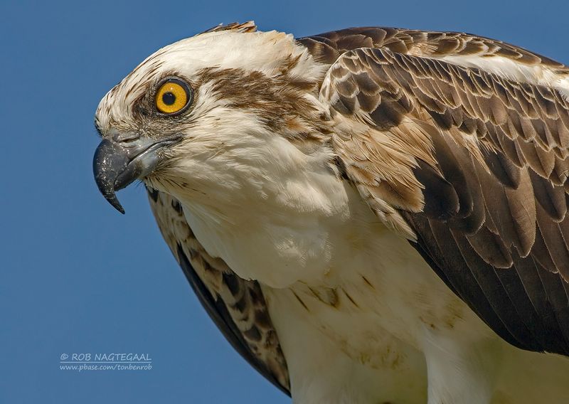 Visarend - Osprey - Pandion haliaetus