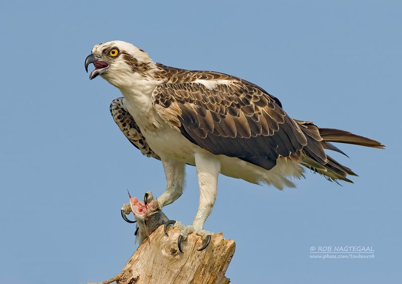 Visarend - Osprey - Pandion haliaetus