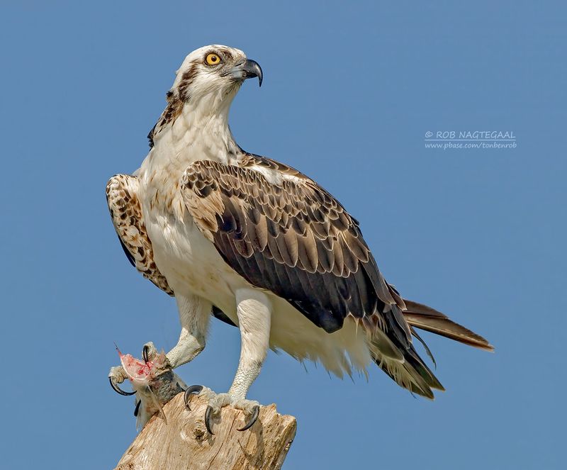 Visarend - Osprey - Pandion haliaetus