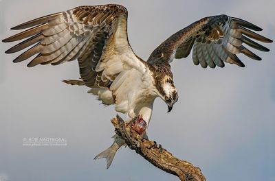 Visarend - Osprey - Pandion haliaetus