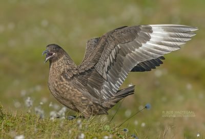 Grote Jager - Great Skua - Stercorarius skua