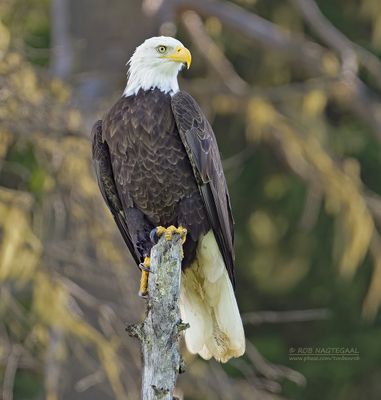 Amerikaanse zeearend - Bald eagle - Haliaeetus leucocephalus
