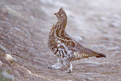Kraaghoen - Ruffed Grouse - Bonasa umbellus