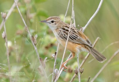 Pollegraszanger - Black-backed cisticola - Cisticola eximius