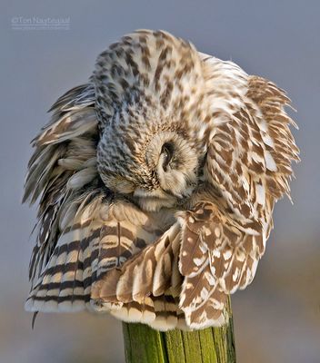 Velduil - Short-eared Owl - Asio flammeus