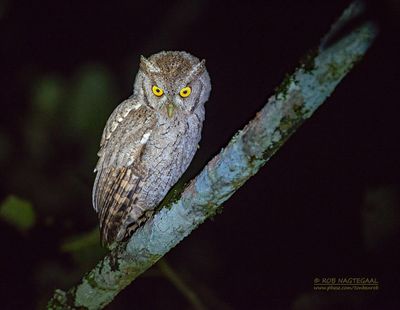 Mangrove-schreeuwuil - Pacific screech owl - Megascops cooperi