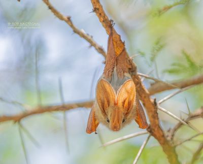 Afrikaanse geelvleugelvleermuis - Yellow-winged bat - Lavia frons