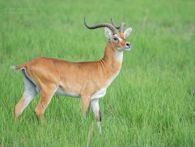 Kob - Ugandan kob - Kobus kob thomasi