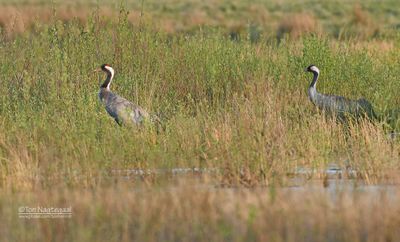 Kraanvogel - Common crane - Grus grus