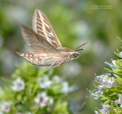 Gestreepte pijlstaart - Striped hawk-moth - Hyles livornica
