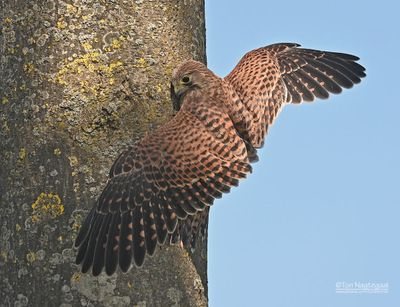 Torenvalk - Falco tinnunculus - Common kestrel