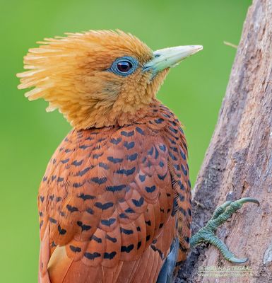 Kastanjespecht - Chestnut-colored Woodpecker - Celeus castaneus