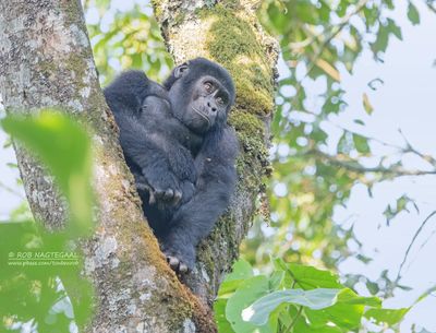 Berggorilla - Mountain gorilla - Gorilla beringei beringei