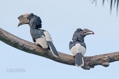 Grijsoorneushoornvogel - Black-and-white-casqued hornbill - Bycanistes subcylindricus